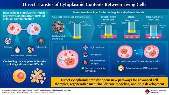 Transferring cytoplasmic contents and organelles between living cells