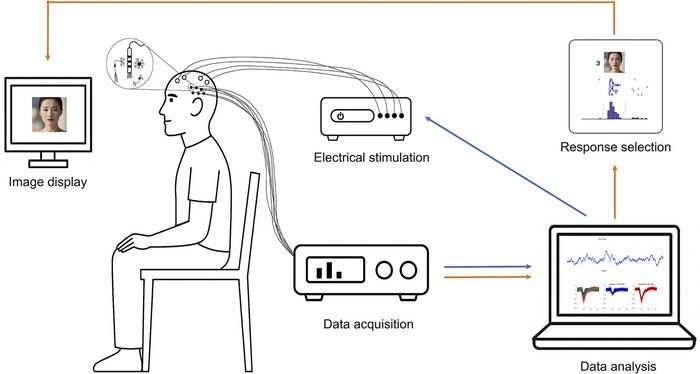 A framework for human brain–computer interfaces with single-neuron ...