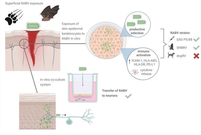 Novel research reveals the active role that skin cells play in rabies ...