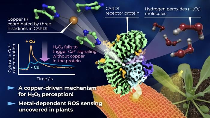 Researchers unravel a copper-based ’sensor’ that underpins signal ...
