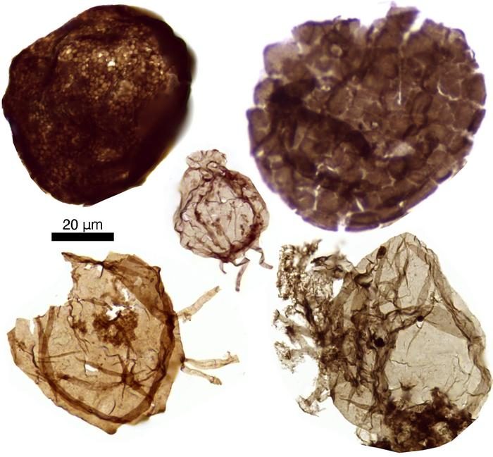 Study finds early complex life lived in oxygenated seas, challenging ...