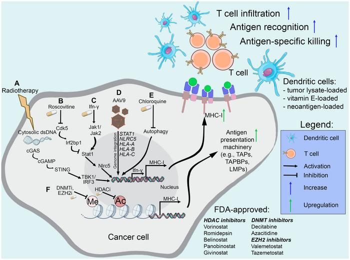 Restoring MHC-I expression could strengthen immune responses against ...