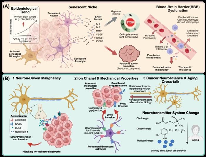 Aging brain biology may help shape brain tumor progression