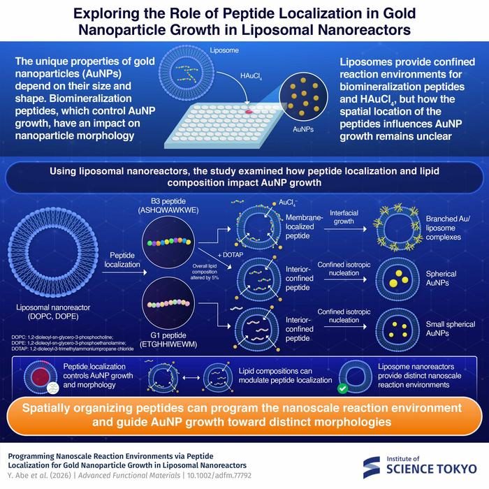 Controlling gold nanoparticle growth through peptide localization