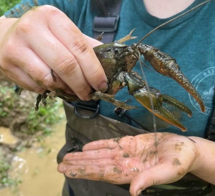 Biologists battle over North America’s largest crayfish