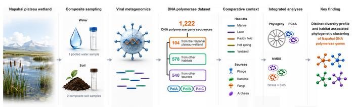 High-altitude wetland reveals a distinctive genetic signature in DNA polymerase genes