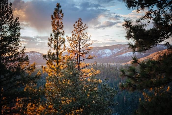 Largest-ever study of its kind shows California’s rodenticide restrictions are working, and flags new rodenticides rising in