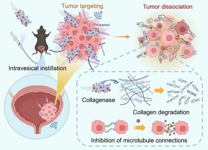 Bioactive microrobot instillation therapy for bladder cancer