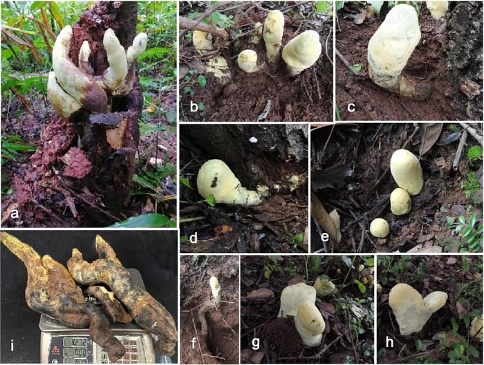Scientists discover ‘D-rex’, a giant fungus from Chinese forests whose unique lineage dates back 65 million years