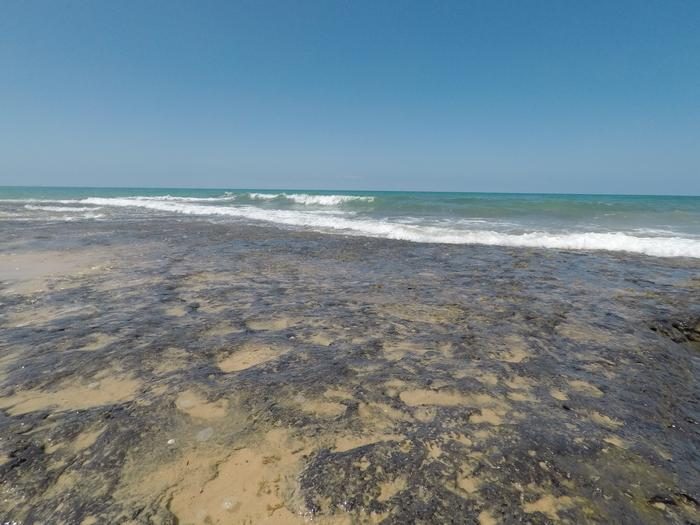 Drowned 5,000 years old forests reborn as thriving peat reefs and biodiversity hotspots off Mozambique