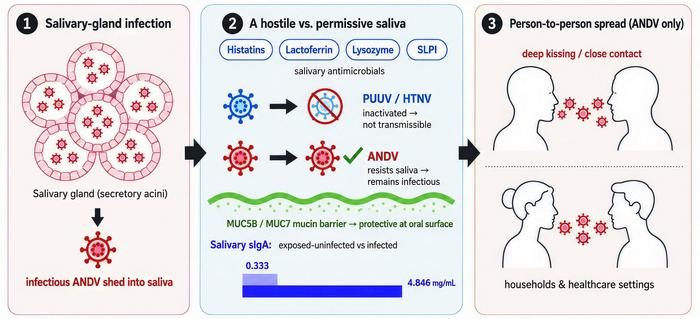 Hantavirus and the mouth: Review maps early oral warning signs ...