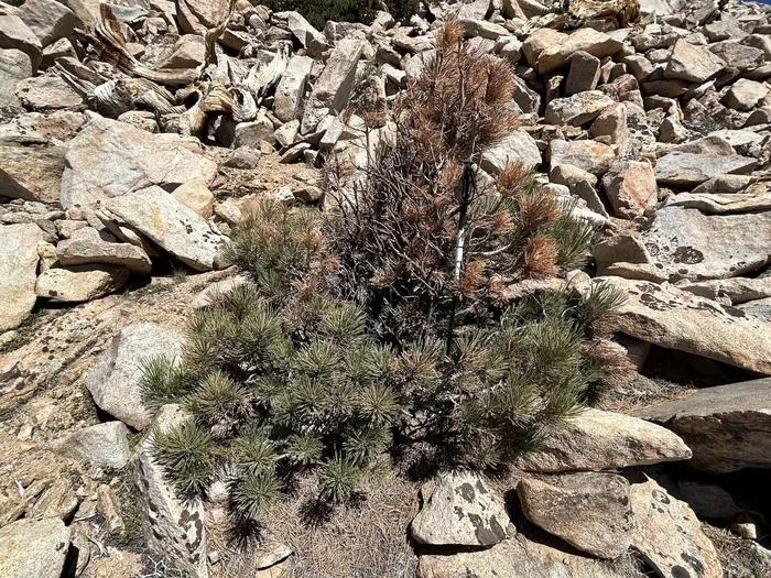 Older Jeffrey pine