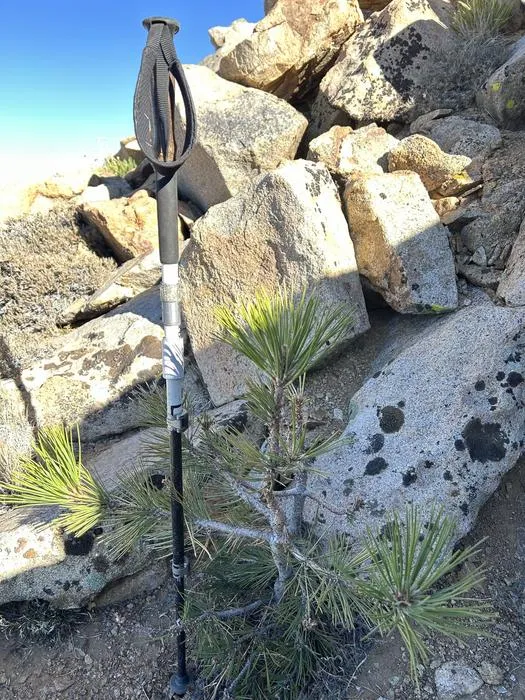 Highest CA tree and highest Jeffrey pine