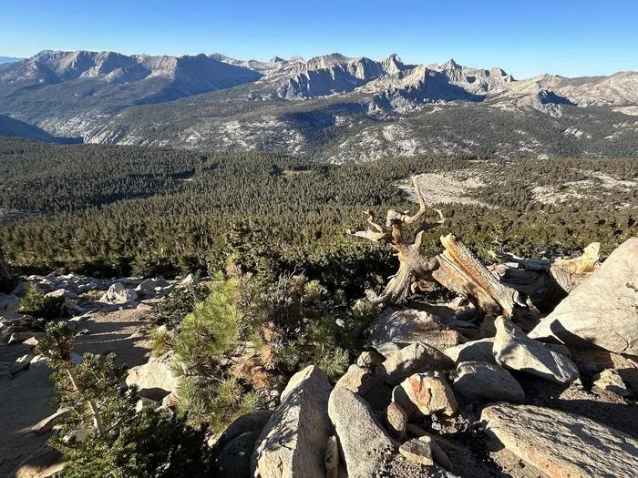 Jeffrey pine on Mount Kaweah