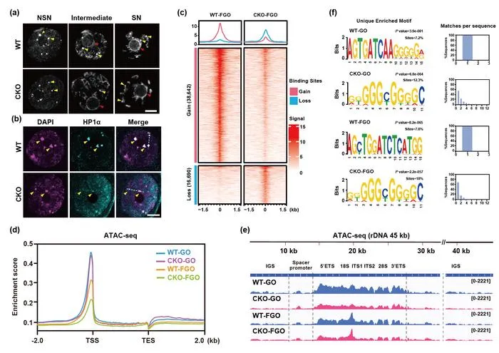 1. DHX36 deficiency results in abnormal chromatin conformation and decreased chromatin openness in mouse oocytes.
