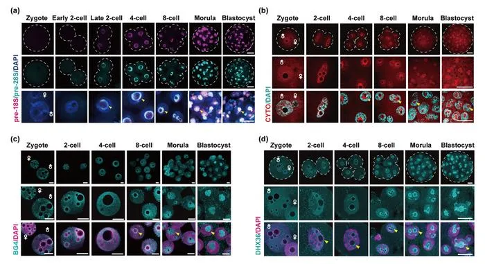 3. Localization of DHX36 synchronizes with G4 and pre-rRNA during early embryo development.