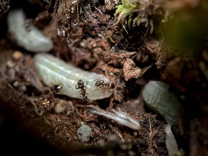 S. curiosolus larvae being attended to by Lasius ponderosae ants