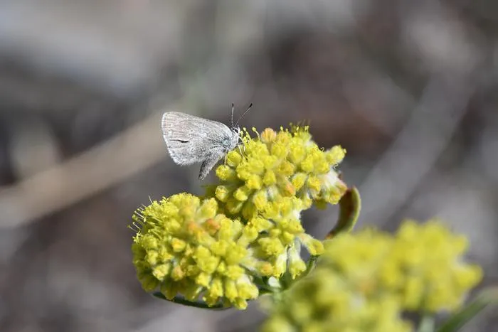 Satyrium curiosolus