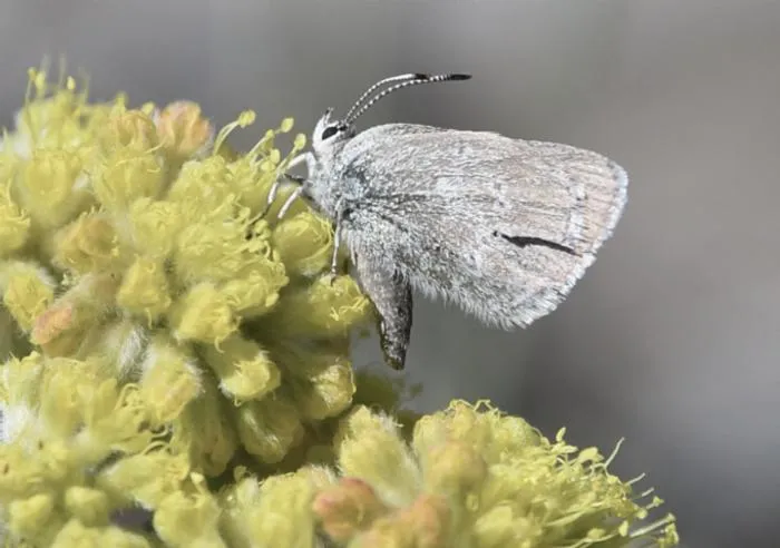 Satyrium curiosolus