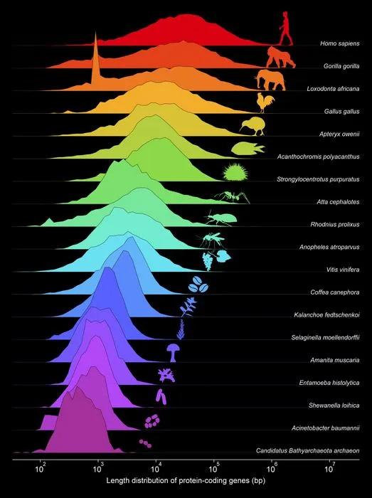 Evolution of protein-coding gene length distributions