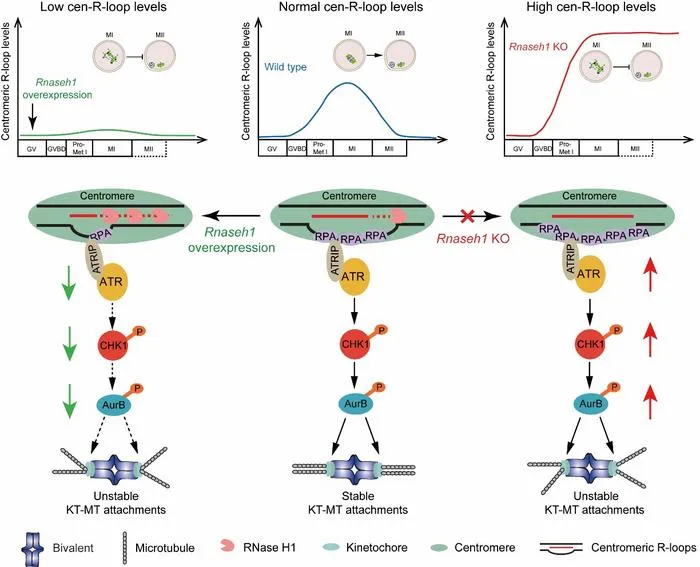 Fig. 2. Proposed model for the role and the mechanism of RNase H1 and centromeric R-loops in regulating oocyte meiotic divisions.
