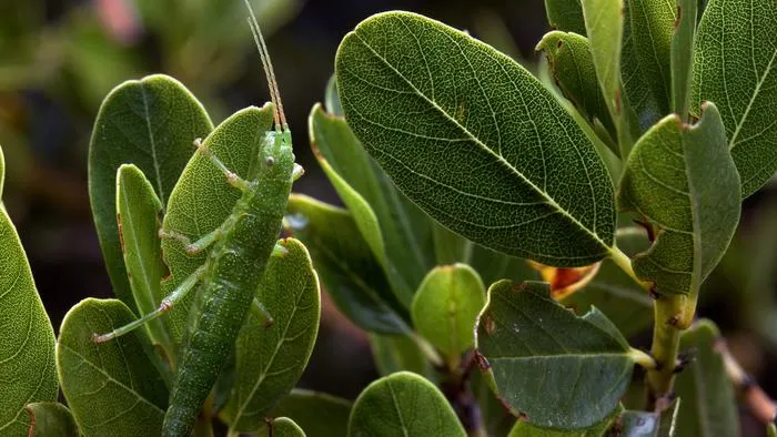 Female, Green Stick Insect (Timema cristinae)
