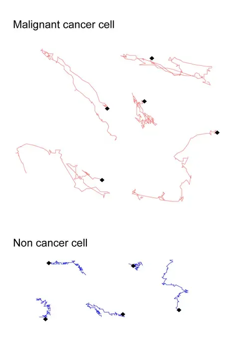 Tracing the paths of cancerous and healthy cells.