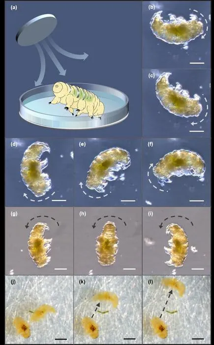 Magnetic manipulation of tardigrade movement using patterns