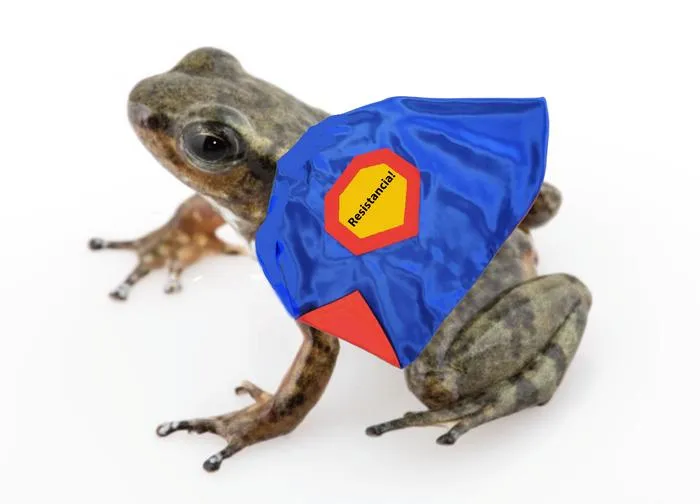 The Resistance Rocket Frog –– Rana Cohete Resistencia –– was named by the people of Intag, to symbolize their collective struggle to defend their territory.