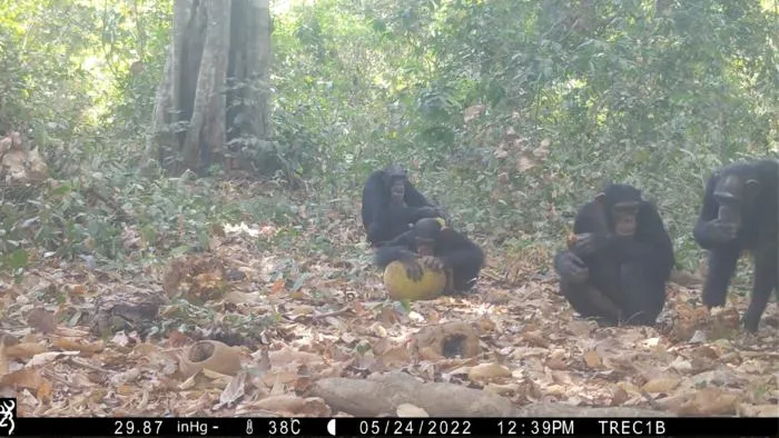 Two adult females feed on a remnant of fermented African breadfruit