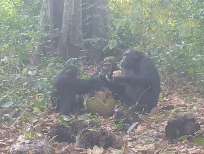 Chimpanzees sharing fruit