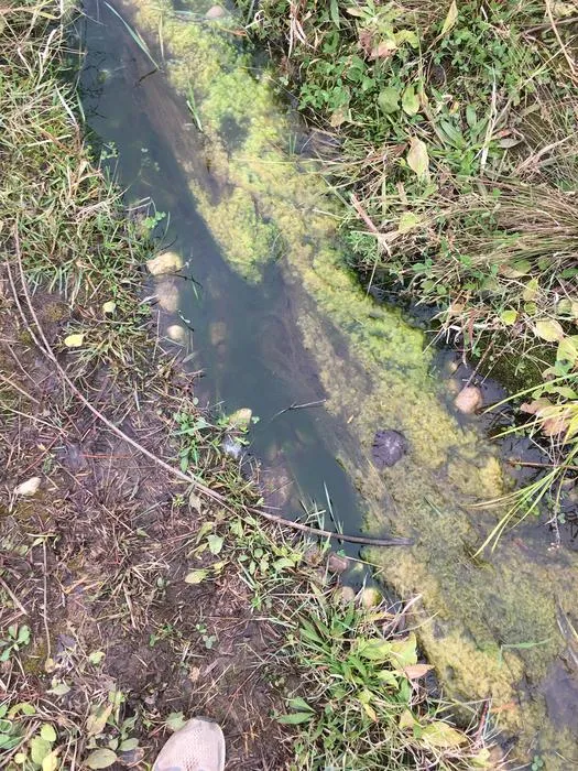 Experimental site algae