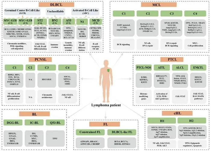 Researchers Advance ctDNA Technologies and Applications in Lymphoma Diagnosis and Treatment