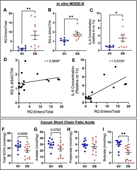 (A–E) Elevated small intestinal Enterobacteriaceae levels after ethanol and burn correlate with pro-inflammatory potential.