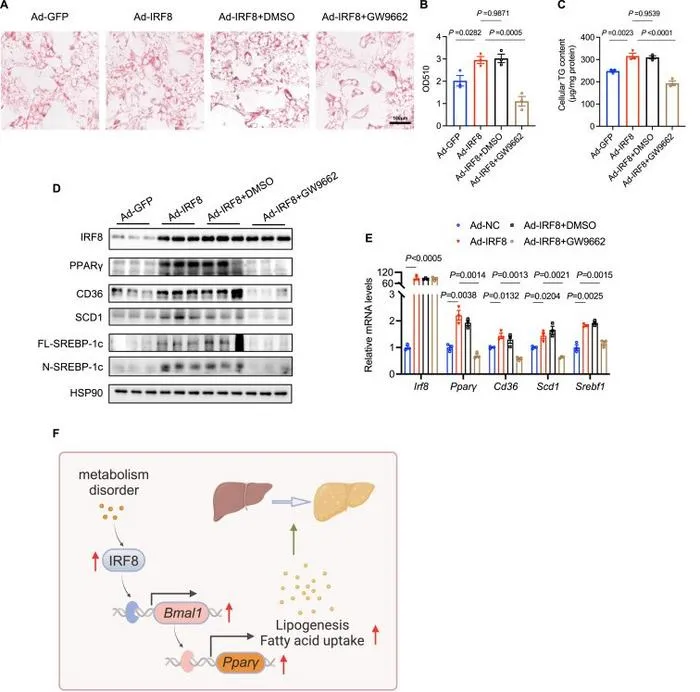 PPARγ antagonist GW9662 abolishes the promotive effect of IRF8 on lipid accumulation in hepatocytes.