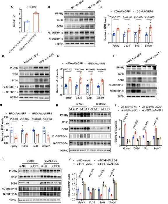IRF8 regulates hepatic lipid metabolism via the BMAL1/PPARγ axis.