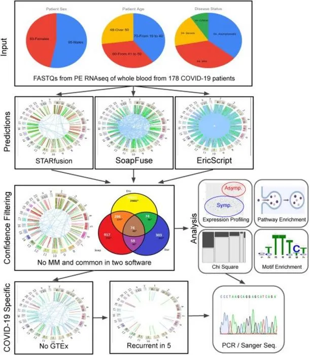 Overall workflow of the study.