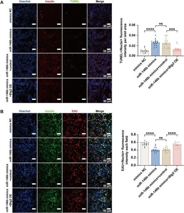 The rescue effect of Btg2 overexpression in β-cells overexpressing miR-146b.