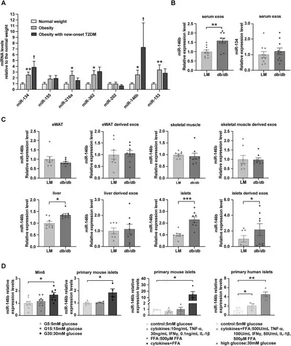 The exosomal miRNA expression in the circulation of the subjects, the tissue source of circulating up-regulated miR-146b, and the direct effects of high glucose, free fatty acids (FFAs), and inflammatory cytokines on islet miR-146b expression.