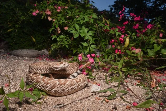 Red Diamond Rattlesnake