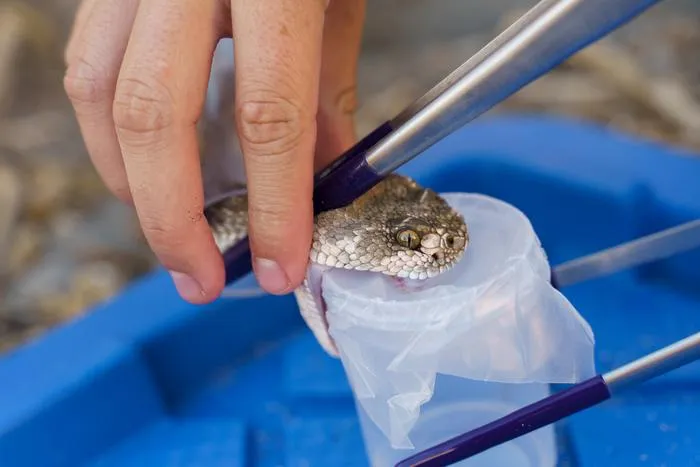 Venom extraction from a rattlesnake