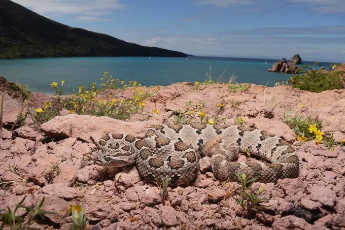 Baja California Rattlesnake