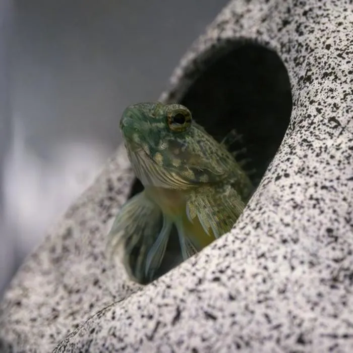 Features uncovered on fins of sculpins