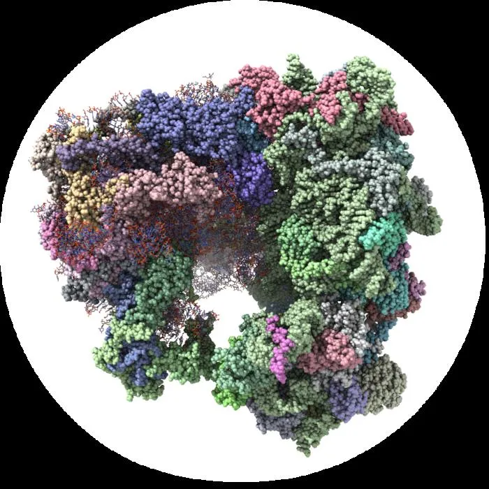 Representation of a ribosome