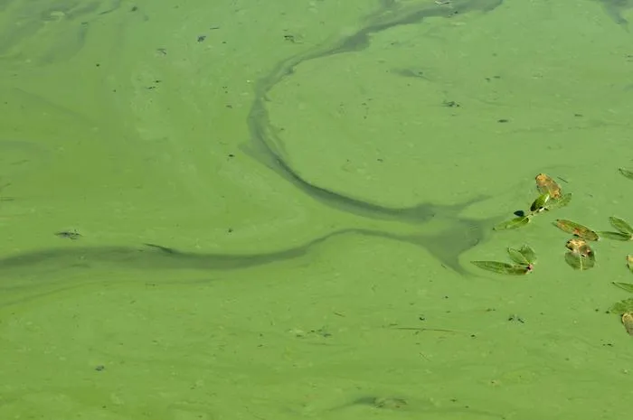 Harmful Algal Blooms