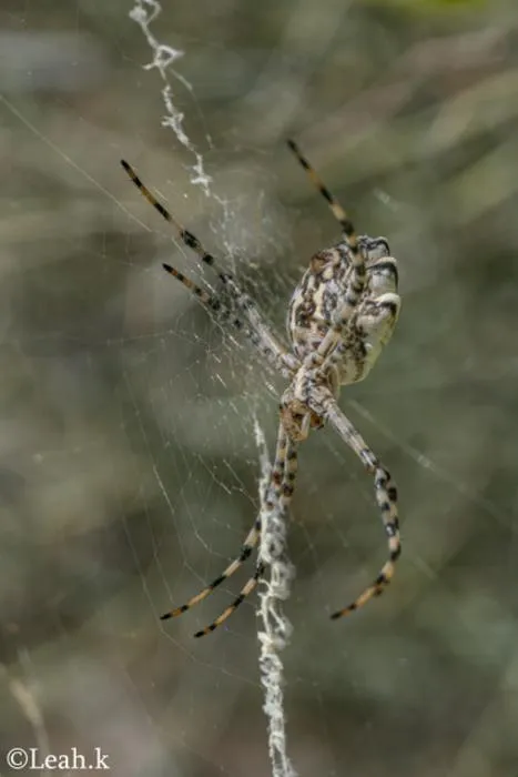 Arthropod