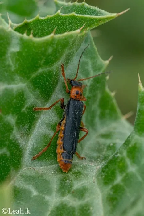 Arthropod