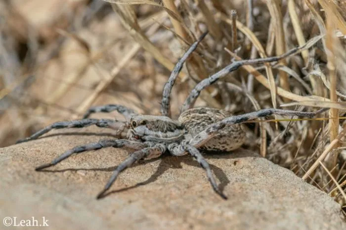 Arthropod