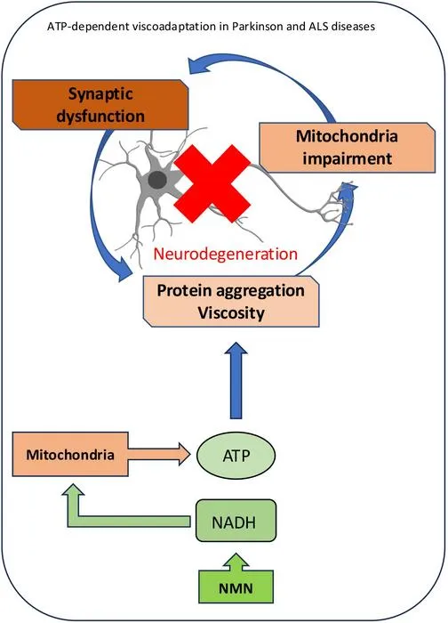 ATP regulates cytosolic viscosity in axons
