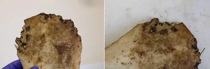 Unique osteological evidence for human-animal gladiatorial combat in Roman Britain